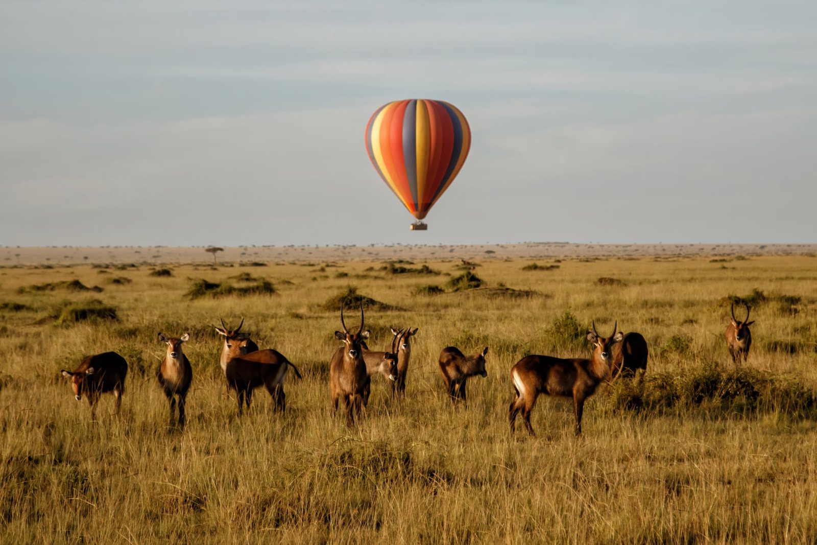 8-Day Northern Circuit & Serengeti Safari — Tanzania safari