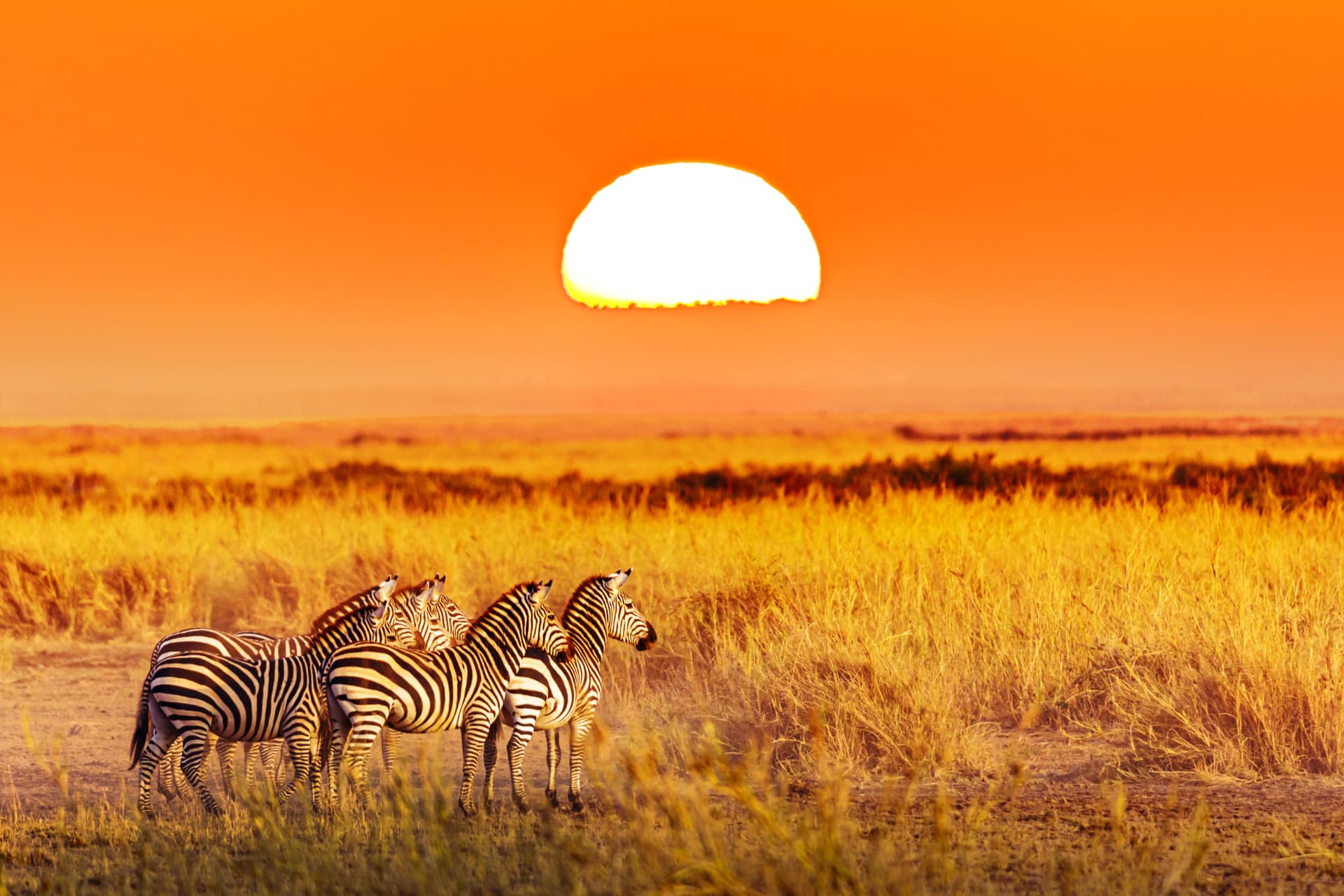 Zebras grazing on open plains at sunset