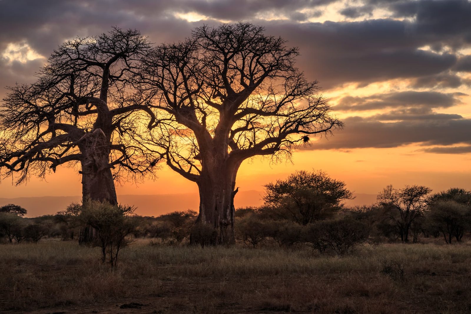 1-Day Tarangire National Park Safari — Tanzania safari
